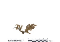 藏品(輪葉波葉苔)的圖片